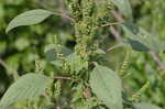 Smooth amaranth <BR>Smooth pigweed